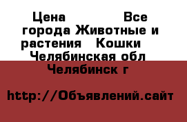 Zolton › Цена ­ 30 000 - Все города Животные и растения » Кошки   . Челябинская обл.,Челябинск г.